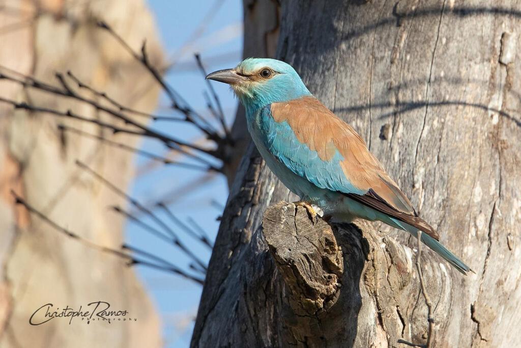 L'Oiseau Bleu Suite Merle Bleu Roubia Экстерьер фото